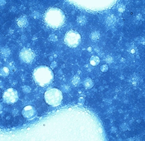Mixture of two-stroke oil and plain water Mixture of two-stroke oil and plain water