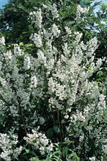 Spring Flowers UK Prints: Mock Orange