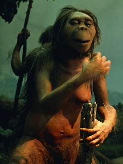 Model of an early hominid (Australopithecus sp.) Model of an early hominid (Australopithecus sp.)