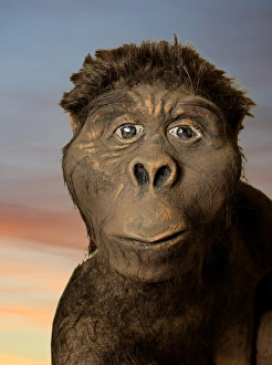 Australopithecus Afarensis Prints: Model of Lucy