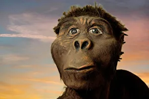 Australopithecus afarensis Model Print