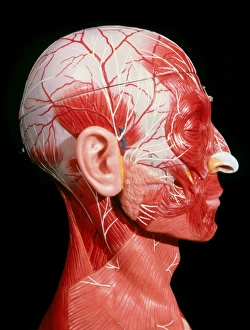 Model showing the location of facial & neck muscle Model showing the location of facial & neck muscle