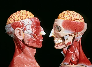 Models showing the cerebrum, facial & neck muscles Models showing the cerebrum, facial & neck muscles