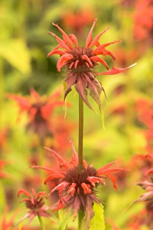 Native American Plants Prints: Monarda Squaw