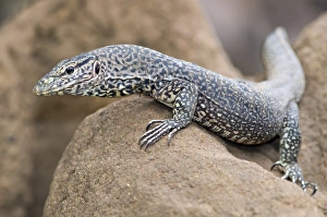 Sri Lanka Wildlife Prints: Monitor lizard C017 / 3772