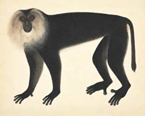 John Reeves Collection Prints: Monkey, artwork C016 / 5990
