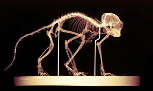 Prints of Marmoset skeleton. Coloured X-ray of a marmoset monkey (genus Callithrix) specimen. The monkey is held in place by wire supports (white vertical lines) which are attached to a base (bottom) Images Dated 2004 December: Marmoset Monkey Skeleton Print