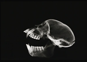Prints of Monkey skull. X-ray image of the skull of a monkey (species unknown). Elongated front teeth (canines) are found in many monkey species, often in males only Images Dated 2003 February: X-ray Monkey Skull Print