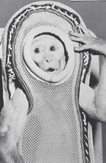 Prints of Monkey in a spacesuit. Sam, a male rhesus monkey (Macaca mulatta), wearing a fibreglass couch spacesuit. Sam was launched on the Little Joe 2 rocket on 4th December 1959 Images Dated 2005 May: Monkey in a spacesuit Print: A fibreglass couch-clad rhesus monkey