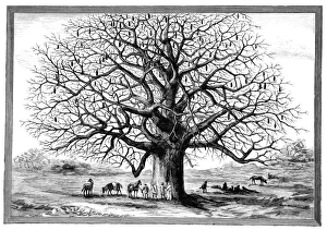 Baobab Tree Prints: Monkeybread tree, 19th century