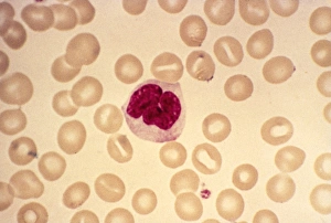 Immune System Cells Prints: Monocyte blood cell, light micrograph