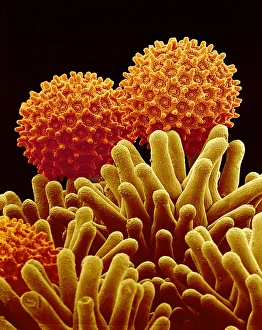 Morning glory pollen Morning glory pollen