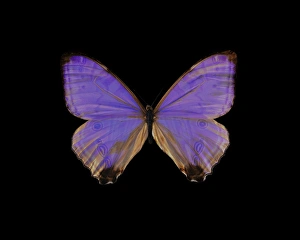 Guyana Wildlife Prints: Morpho butterfly
