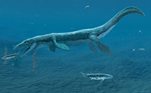 Mosasaurus marine reptile Mosasaurus marine reptile