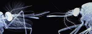 Insect Anatomy Prints: Mosquito heads, light micrograph