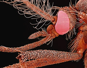 Scanning Electron Micrograph SEM Prints: Mosquito, SEM