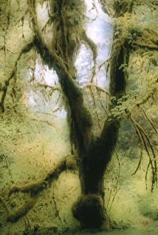Forest Floor Vegetation Prints: Moss-covered tree
