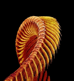 Human Body Prints: SEM Print of Moth Antenna