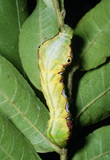 Prints of Moth caterpillar on a plant stem. The eyespots located towards the head of the caterpillar serve to frighten or startle predators. Photographed in a deciduous tropical forest in Costa Rica Images Dated 2006 December: Moth Caterpillar Print - Costa Rican Tropical Forest
