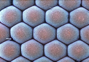 Scanning Electron Microscopy Images Prints: Moth eye, SEM