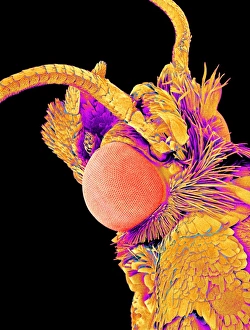 SEM Images Of Insects Prints: Moth head, SEM C015 / 8071