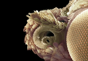 Compound Eye Structure Prints: Moth proboscis and eye, SEM
