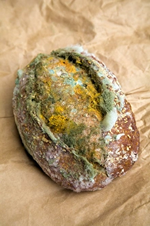 Mouldy Bread Prints: Mouldy bread roll