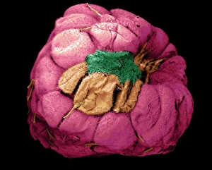 Images Dated 15th September 2000: Mouldy Raspberry Print: SEM Image of Fungal Growth on a Raspberry
