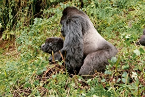 Gorilla Beringei Beringei Prints: Mountain gorillas mating