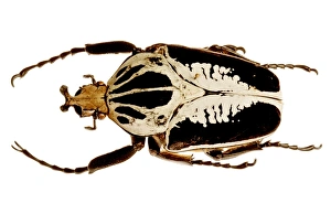 Prints of Mounted goliath beetle ( Goliathus regius ).Photographed at Universita degli Studi, Facolta diAgraria di Portici, Naples, Italy Images Dated 2006 September: Mounted Goliath Beetle Print