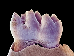 Framed Print : Mouse Molar Print, SEM Framed Print : Mouse Molar Print, SEM