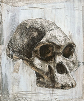Human Evolutionary Tree Fossils Prints: Mrs Ples skull