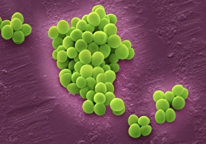 SEM Images Of Bacteria Prints: MRSA bacteria, SEM