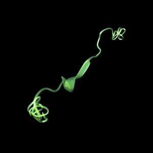 Prints of MUC7 molecule. Computer model showing the structure of a molecule of the protein MUC7 (mucin 7). Mucins key characteristic is their ability to form gels Images Dated 2013 March: Computer model print of MUC7 protein structure
