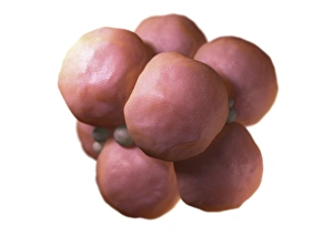 Prints of Multi-celled embryo. Image 4 of 4. Computer model representing a cluster of daughter cells. The development of an embryo is called embryogenesis Images Dated 2008 August: Computer model print of a cluster of daughter cells