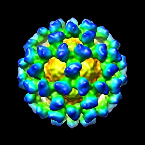 Print of Murine norovirus capsid structure