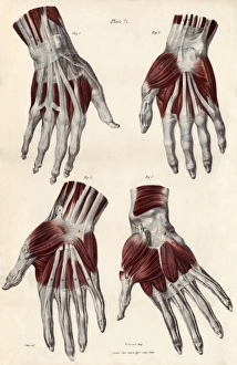 Images Dated 2012 April: Hand Muscles Print