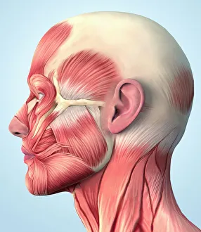Human Muscular System Prints: Muscular system on head