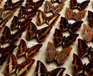 Museum exhibit of Charaxes sp. butterflies Museum exhibit of Charaxes sp. butterflies
