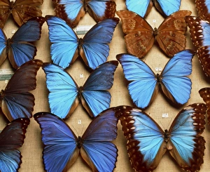 Museum exhibit of Morphidae family butterflies Museum exhibit of Morphidae family butterflies