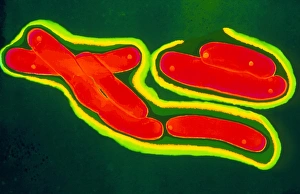 Mycobacterium tuberculosis bacteria Mycobacterium tuberculosis bacteria