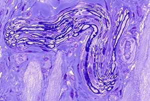 Schwann Cell Function Prints: Myelinated nerve, light micrograph