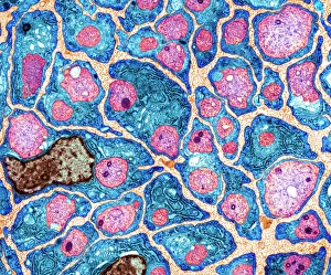 Human Body Prints: Myelination of Nerve Fibres Print, TEM
