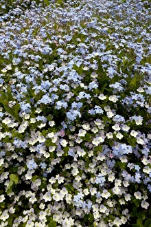 Myosotis Sylvatica Prints: Myosotis sylvatica