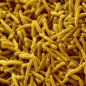 SEM Images Of Bacteria Prints: Myxococcus xanthus bacteria, SEM
