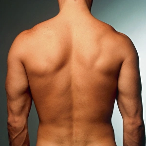 Naked torso (back view) of an athletic young man Naked torso (back view) of an athletic young man