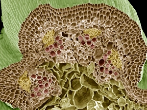 Prints of Nasturtium stem. Coloured scanning electron micrograph (SEM) of a freeze-fractured Nasturtium (Tropaeolum sp.) stem Images Dated 2009 June: Nasturtium Stem Print