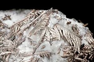Prints of Silver found in pure form in the ground is called native silver (Ag) - it is an elemental metal and structure is dendritic or branch-like Images Dated 2013 March: Native Silver Print