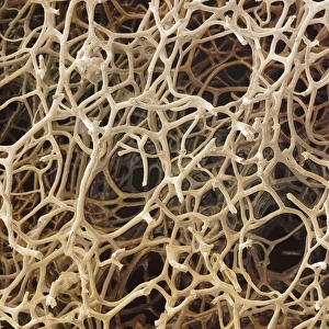 Prints of Natural sponge. Coloured scanning electron micrograph (SEM) showing the branching structure of the body of a natural sponge (phylum porifera) Images Dated 2009 November: Natural sponge Print, SEM image of branching structure