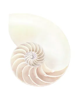 Cephalopod Marine Life Prints: Nautilus shell